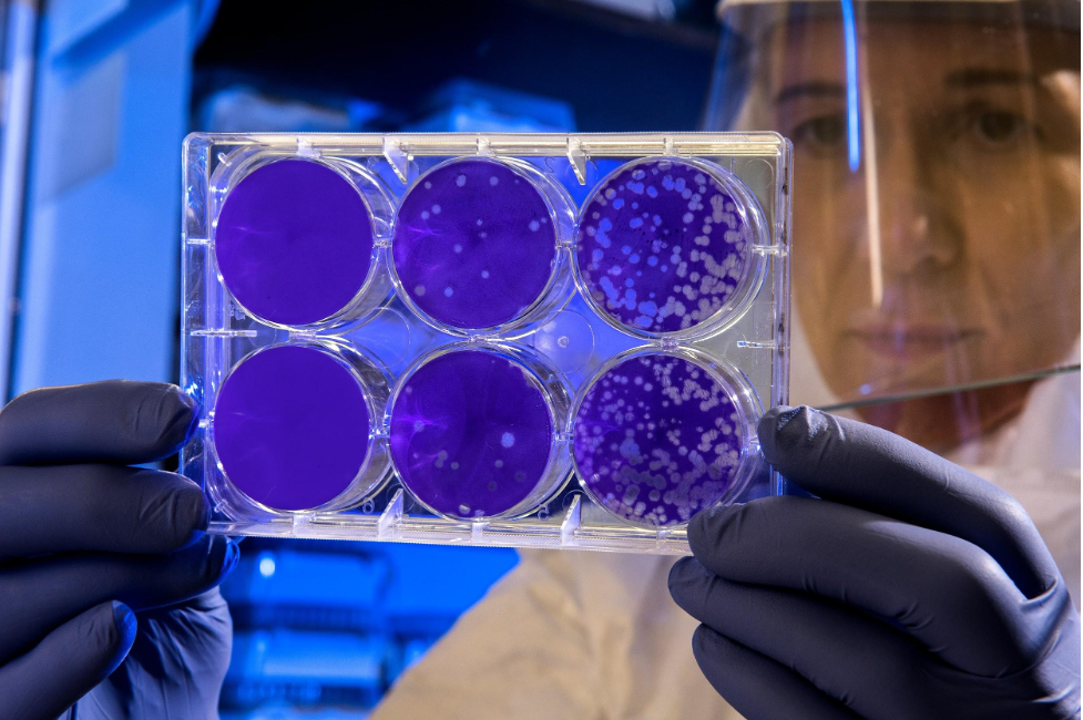 Lab technician holding up a petri dish