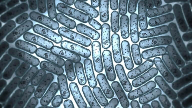 Microscopic image showing numerous rod-shaped bacteria or microorganisms, most likely Legionella