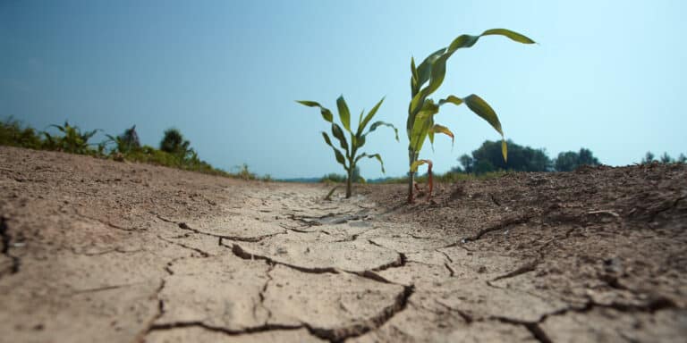 An image of corn plants in dry soil.