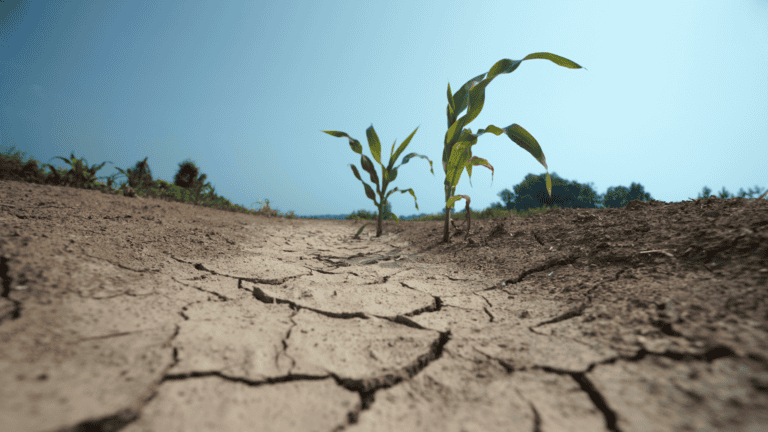 An image of corn plants in dry soil.